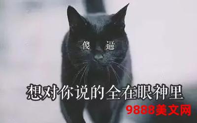 一只黑猫从眼前经过txt下载-神秘黑猫悄然路过，引爆下载热潮